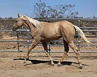 quarter-horse-colt