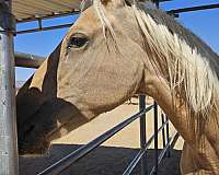 quarter-horse-for-sale