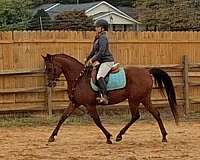 main-ring-arabian-horse