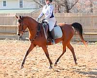 beautiful-arabian-horse