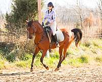 beautiful-mare-arabian-horse