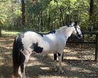 good-build-gelding