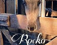 breeding-rocky-mountain-horse