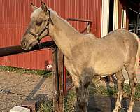 beautiful-head-rocky-mountain-horse