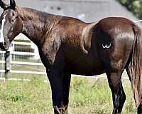 clydesdale-cross-gelding