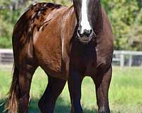 half-clydesdale-horse