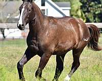 half-clydesdale-gelding