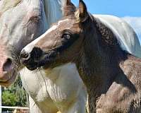 all-around-clydesdale-horse