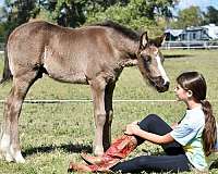 clydesdale-cross-horse