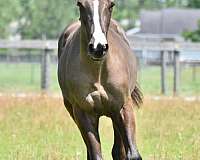 draft-cross-clydesdale-horse