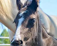 athletic-clydesdale-horse