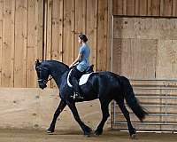 endurance-friesian-horse