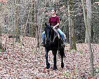 eventing-friesian-horse