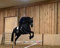 husband-safe-friesian-horse