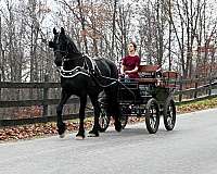 jumper-friesian-horse