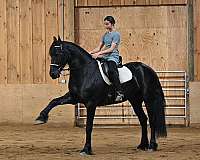 kid-safe-friesian-horse