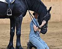 parade-friesian-horse