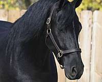 trail-class-competition-friesian-horse