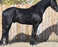 ridden-western-friesian-horse