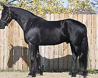 trail-riding-friesian-horse