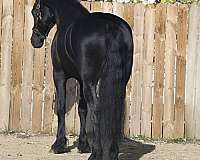 western-dressage-friesian-horse