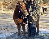 farm-animals-miniature-horse