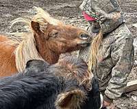 farm-animals-miniature-horse