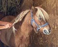 games-miniature-horse