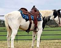 blue-roan-bald-face-horse