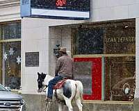 ranch-work-quarter-horse