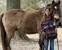 blue-roan-bald-face-horse