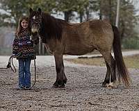 ranch-work-quarter-horse