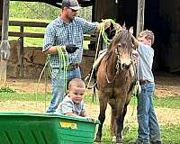 paint-quarter-horse