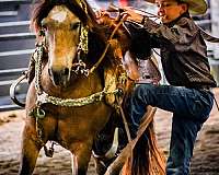 elk-hunting-horse