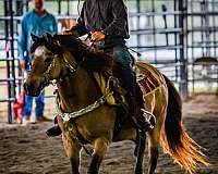 elk-hunting-gelding