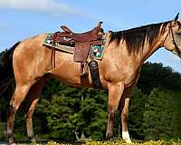 performance-quarter-horse