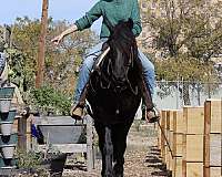 buckskin-gelding-quarter-pony