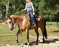 dressage-quarter-horse