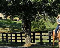 aqha-quarter-horse