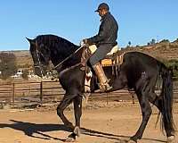 dressage-andalusian-horse