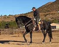 world-champion-andalusian-horse