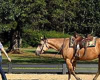 trail-horse-quarter