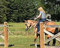 family-safe-quarter-horse