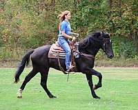 athletic-quarter-horse