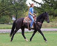 beginner-quarter-horse