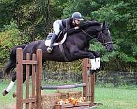 jumping-quarter-horse