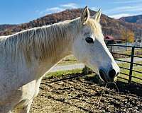 missouri-fox-trotter-mare