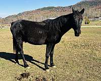 deal-missouri-fox-trotter-horse