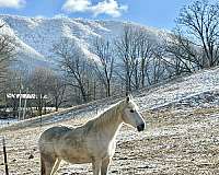 jack-missouri-fox-trotter-horse