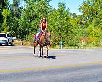 all-around-quarter-pony